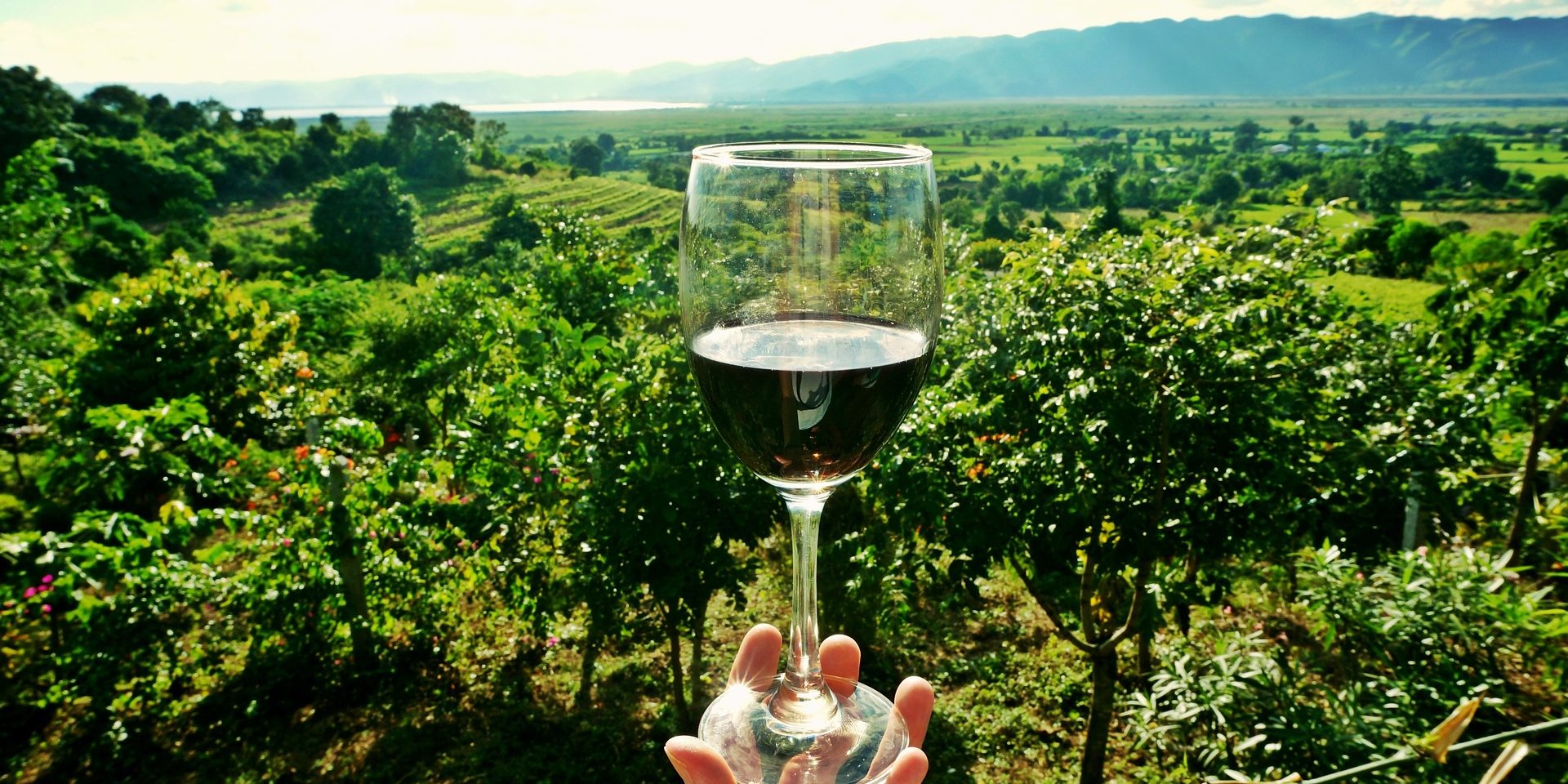 degustare vino degustare vino