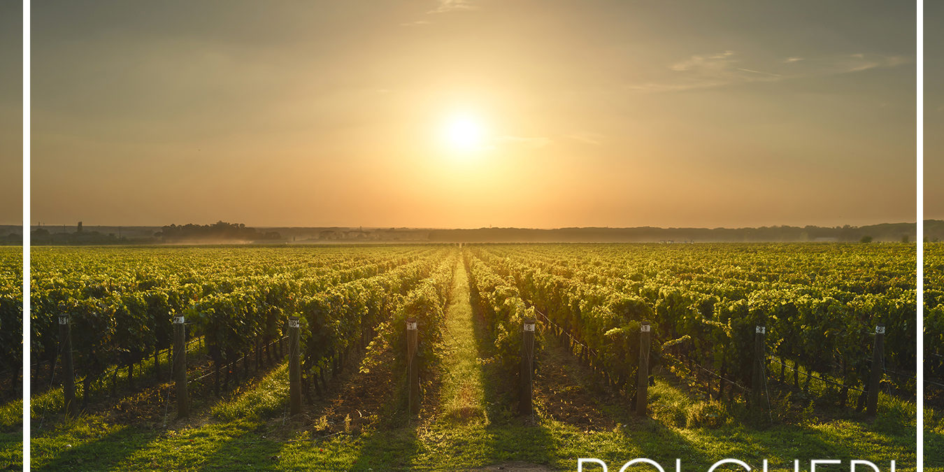 Ristorante Enoteca a Bolgheri Bolgheri Bistrot